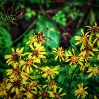 **** :: Алексей Архипов