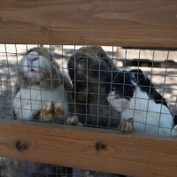 ... :: Митяй Митрич