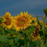 Летнее.... :: Sergey (Apg) Летнее.... :: Sergey (Apg)