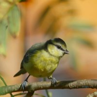 прячется в тени ... :: Andrey Bragin 