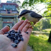 Поползень :: Сапсан Поползень :: Сапсан