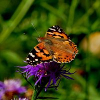 из снятого 1 августа 32 :: Александр Прокудин