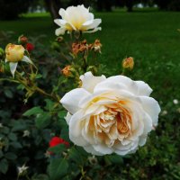 Немного ботаники :-) :: Андрей Лукьянов Немного ботаники :-) :: Андрей Лукьянов