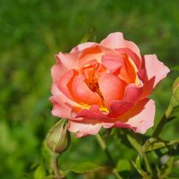 Летние розы :: Ольга 