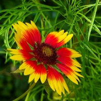 Лето и цветы :: Милешкин Владимир Алексеевич Лето и цветы :: Милешкин Владимир Алексеевич