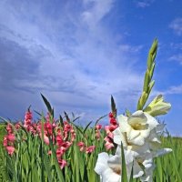 Гладиолусы - цветы августа :: Елена 