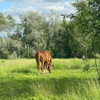 На вольном выпасе :: Елена 