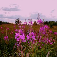 Иван чай :: Сергей Кочнев Иван чай :: Сергей Кочнев