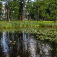 Утки на Введенском озере :: Сергей Цветков