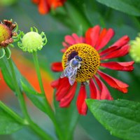 Гелениум распускается :: Татьяна Лютаева Гелениум распускается :: Татьяна Лютаева