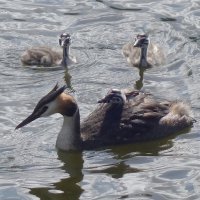 Чомга с птенцами в лучах утреннего солнца :: Рита Симонова