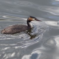 Чомга в лучах утреннего солнца :: Рита Симонова