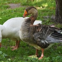 Москва. Сад будущего. Серый и белый... :: Наташа ***** Москва. Сад будущего. Серый и белый... :: Наташа *****