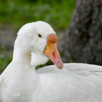 Москва. Сад будущего. Портрет. :: Наташа *****