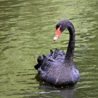 Москва. Сад будущего. Черный лебедь. :: Наташа *****