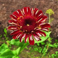 Пёстрая красавица :: Людмила Смородинская