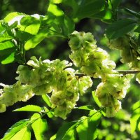 зелень мая :: Елена Шаламова зелень мая :: Елена Шаламова