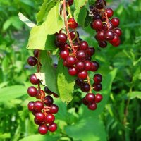 Про садовую черёмуху... :: Андрей Заломленков