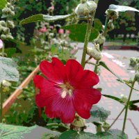 *** :: Валентина Береснева