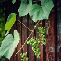 Августина пришла. :: Галина Левина