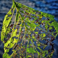 Кружева природы :: Галина Левина