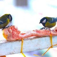 Мясоеды.. :: Василий 