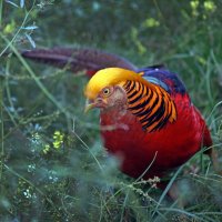 золотой фазан :: Михаил Бибичков