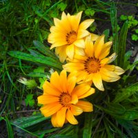 Цветы :: Victoria 