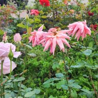 ,,, :: Сергей Тимоновский