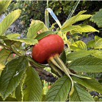 Шиповник. :: Валерия Комова