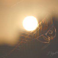 *** :: Елена Kазак (selena1965) *** :: Елена Kазак (selena1965)