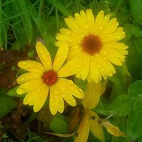 ***** :: Елена Семигина