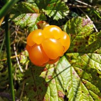 Морошка :: Ирина Румянцева