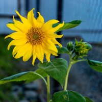 Подсолнух :: Анна Самара