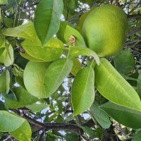 Лимон :: Аркадий Басович