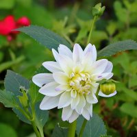 Белоснежный георгинчик :: Светлана 