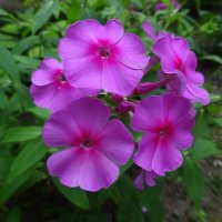 Флоксы :: Лидия Бусурина Флоксы :: Лидия Бусурина