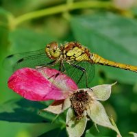 Про одну стрекозу... :: Николай Саржанов