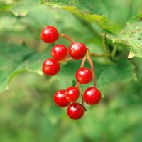 *** :: Леонид leo *** :: Леонид leo