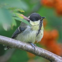 малыш :: Andrey Bragin 