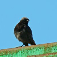 горихвостка чернушка :: gawrilа - dan горихвостка чернушка :: gawrilа - dan