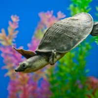 Аквариум :: Андрей 