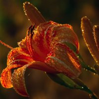 на закате после дождя :: Виталий Емельянов