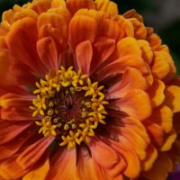 Циния :: Александр Леонов