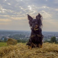 Собака на сене. :: Евгений 