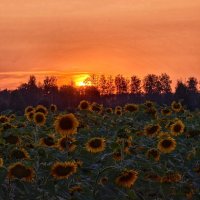 Утомленные солнцем :: Сергей 