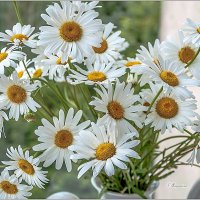 Ромашки :: Aquarius - Сергей Ромашки :: Aquarius - Сергей