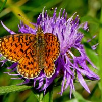 из снятого 1 августа 40 :: Александр Прокудин