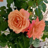 Розы :: Сапсан Розы :: Сапсан