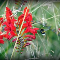 они на радость нам даны :: Олег Лукьянов они на радость нам даны :: Олег Лукьянов